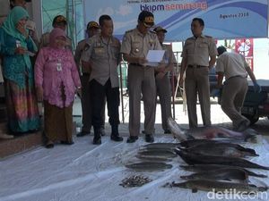 Pakai Minyak Cengkeh, 78 Ikan Berbahaya di Semarang Dimusnahkan Pakai Minyak Cengkeh, 78 Ikan Berbahaya di Semarang Dimusnahkan
