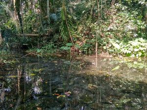 Penampakan Harimau yang Sempat Resahkan Warga di Padang