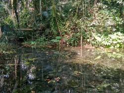 Penampakan Harimau yang Sempat Resahkan Warga di Padang