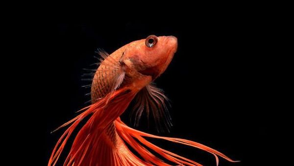 Fotografer Dewa Memotret Ikan Bikin Apple Kepincut