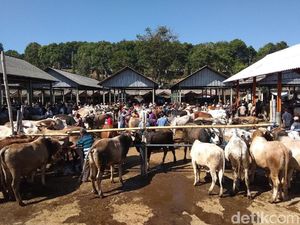 Warga Mulai Cari Hewan Kurban di Pasar Hewan Ambarawa Warga Mulai Cari Hewan Kurban di Pasar Hewan Ambarawa