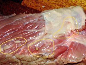 Contoh Daging Tercemar Penyakit: Tuberkulosis Hingga Cacing Pita