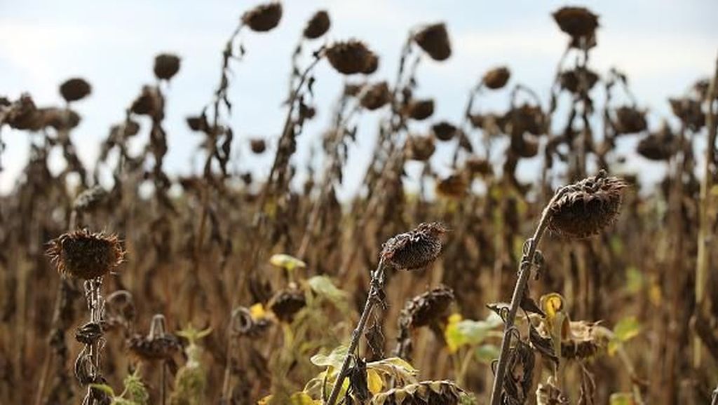 Kekeringan Melanda Jerman Kekeringan Melanda Jerman