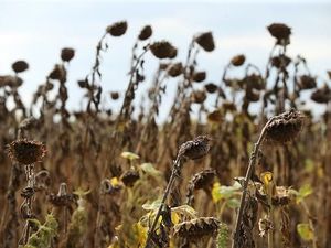 Kekeringan Melanda Jerman