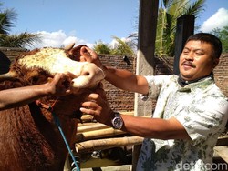 Sidak Pedagang Sapi, Tim Veteriner Temukan Hewan Tak Layak Kurban