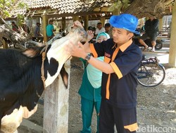Jelang Idul Adha, Puskeswan Purworejo Periksa Hewan Kurban