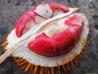 Buah Eksotis dari Pedalaman Kalimantan, Ada Durian Merah
