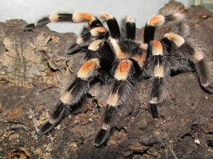 Restoran Meksiko Ini Dikecam Karena Sajikan Tarantula Langka yang Dilindungi
