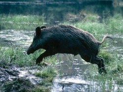 Memahami Babi Hutan yang Mengamuk dan Tewaskan Warga Banyumas