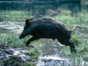 Denmark akan Bangun Pagar Kontroversial Anti Babi Hutan Denmark akan Bangun Pagar Kontroversial Anti Babi Hutan