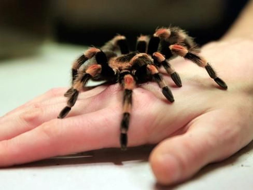 Enggak Pakai Panik, Penumpang Ini Santai Banget Tangkap Tarantula di Pesawat Enggak Pakai Panik, Penumpang Ini Santai Banget Tangkap Tarantula di Pesawat