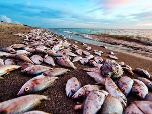 Banyak Hewan Laut Mati, Potret Miris Dampak Polusi Alga Beracun