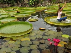 Водное растение с красивыми крупными цветками растущее. Кувшинки Виктория Регия Таиланд. Парк водных растений. Листья гигантской кувшинки. Гигантский Лотос.