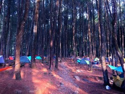 Menghilangkan Penat di Taman Nasional Gunung Halimun Salak