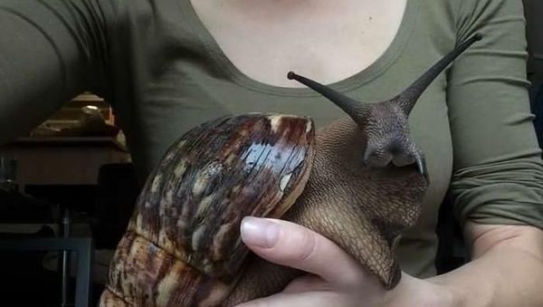 Tak Disangka, Hewan-hewan Ini Ternyata Berbadan Raksasa