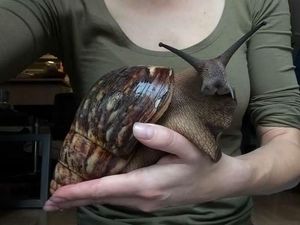 Tak Disangka, Hewan-hewan Ini Ternyata Berbadan Raksasa