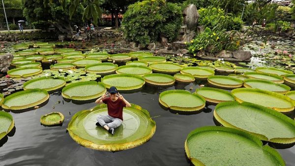 Yuk Rasakan Sensasi Duduk di Bunga Teratai Raksasa di Taiwan