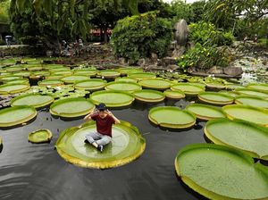 Yuk Rasakan Sensasi Duduk di Bunga Teratai Raksasa di Taiwan Yuk Rasakan Sensasi Duduk di Bunga Teratai Raksasa di Taiwan