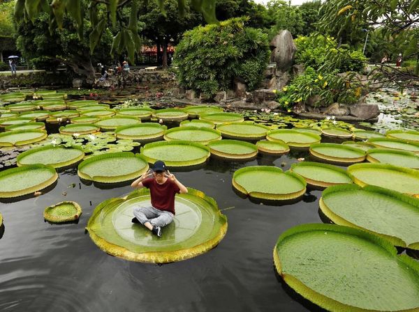 Yuk Rasakan Sensasi Duduk di Bunga Teratai Raksasa di Taiwan