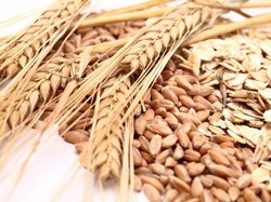 8 Manfaat Gandum yang Tak Semua Orang Tahu