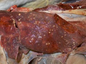 Waspada Tuberkulosis, Dokter Hewan Sarankan Penyembelih Memakai Masker