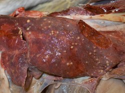 Waspada Tuberkulosis, Dokter Hewan Sarankan Penyembelih Memakai Masker