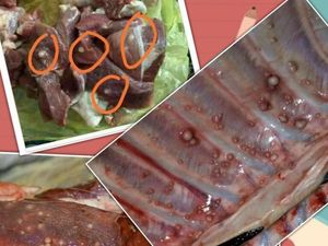 Gelembung Putih di Daging Hewan Kurban Tanda Tuberkulosis?