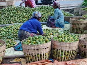 Panen Jeruk Siam di Pasuruan Merosot, Ini Penyebabnya