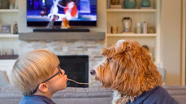 Yuk Kenalan Sama Reagan, Anjing yang Hobi Makan Bareng Tuannya!