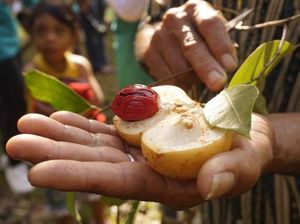 Napak Tilas Kejayaan Rempah Indonesia