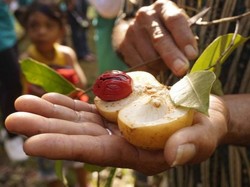 Napak Tilas Kejayaan Rempah Indonesia