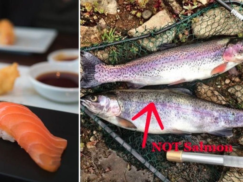 Karena Mirip Salmon, di Cina Ikan Ini Disajikan Sebagai Sashimi