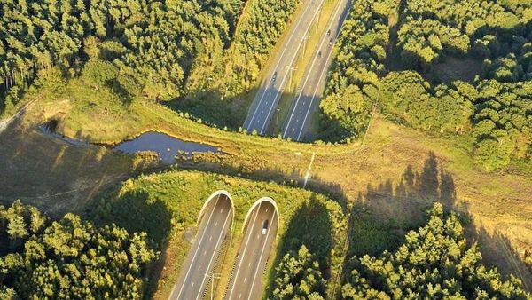 Nih Deretan Jalan yang Dibangun Khusus Hewan di Dunia
