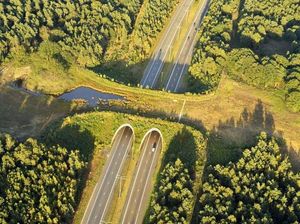 Nih Deretan Jalan yang Dibangun Khusus Hewan di Dunia