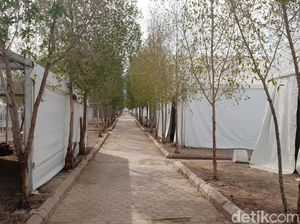 Potret Pohon Sukarno yang Rimbun di Padang Arafah