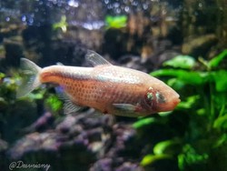 Aneh Tapi Nyata, Ada Ikan Tanpa Mata!