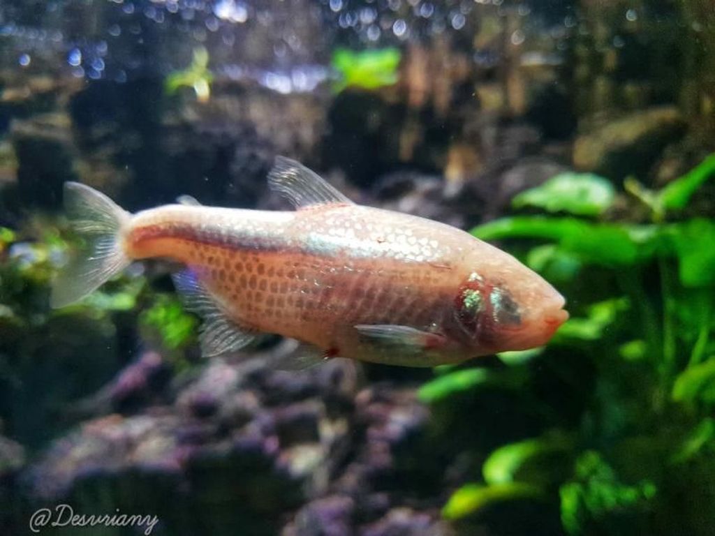 Aneh Tapi Nyata, Ada Ikan Tanpa Mata! Aneh Tapi Nyata, Ada Ikan Tanpa Mata!