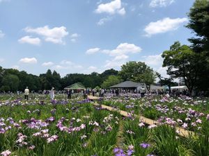 Bunga Ini Bikin Tokyo Makin Cantik