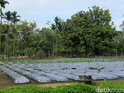 Freeport Tanam Buah di Lahan Pembuangan Limbah