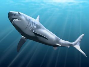 Penyebab Punahnya Sang Penguasa Lautan Hiu Megalodon 3 Juta Tahun Silam Penyebab Punahnya Sang Penguasa Lautan Hiu Megalodon 3 Juta Tahun Silam