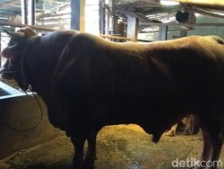 Jelang Hari Raya Kurban, Sapi Jumbo Seharga Mobil Bekas Laku Terjual