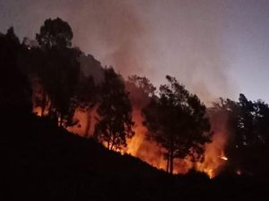 Hutan di Gunung Panderman Terbakar, Seluruh Pendaki Dievakuasi