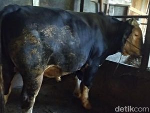 Melihat Sapi-sapi Jumbo dari Lereng Gunung Merbabu