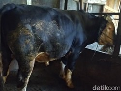 Melihat Sapi-sapi Jumbo dari Lereng Gunung Merbabu