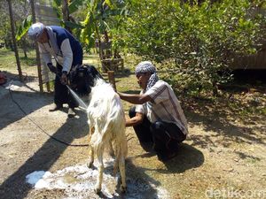 Daging Kambing yang Dirawat Salon Kurban Ini Dijamin Lebih Enak, Kok Bisa?