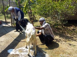 Daging Kambing yang Dirawat Salon Kurban Ini Dijamin Lebih Enak, Kok Bisa?