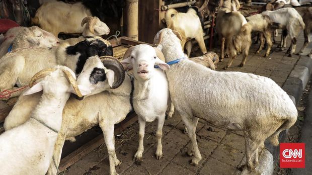 Puluhan pedagang musiman memajang kambing di sepanjang trotoar di kawasan tanah abang jelang Idul  Adha 1439 H, Jakarta (18/8). Pedagang mematok  harga kambing mulai dari Rp 2 juta hingga Rp 6 juta per ekor dengan masing-masing bobotnya berbeda. (CNN Indonesia/ Hesti Rika)