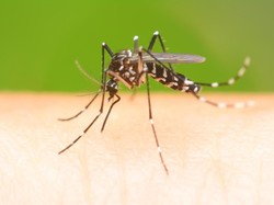 Ini Alasan Kenapa Hari Nyamuk Sedunia Penting untuk Diketahui