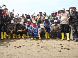 433 Tukik Dilepasliarkan dan 10 Ribu Bakau Ditanam di Aceh