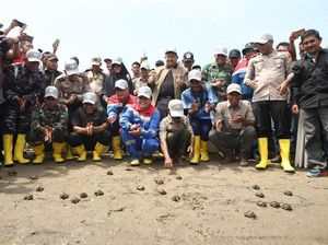 433 Tukik Dilepasliarkan dan 10 Ribu Bakau Ditanam di Aceh 433 Tukik Dilepasliarkan dan 10 Ribu Bakau Ditanam di Aceh